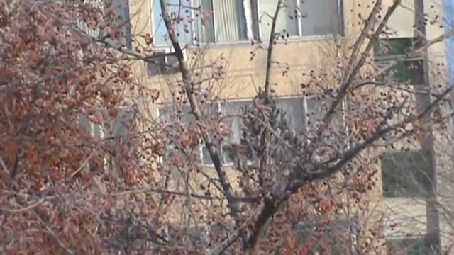 Копия видео "снегири - вестники зимы !" смотреть онлайн