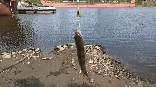 Как поймать голавля? Спиннинг в сентябре.