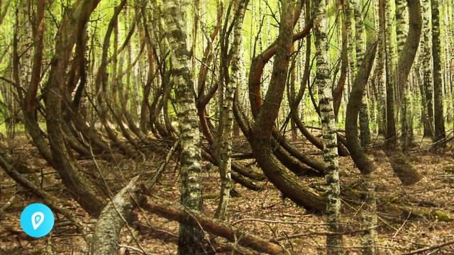 Попутчики из Рязани. смотреть онлайн