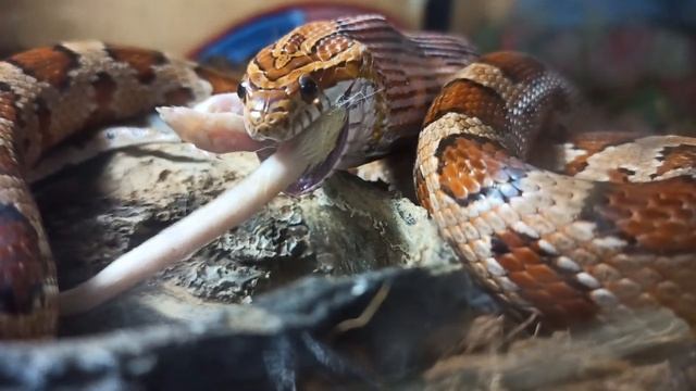 Лакомимся.🦎🐊🍧 смотреть онлайн