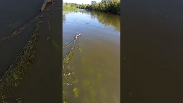 смотрите что творят браконьеры смотреть онлайн