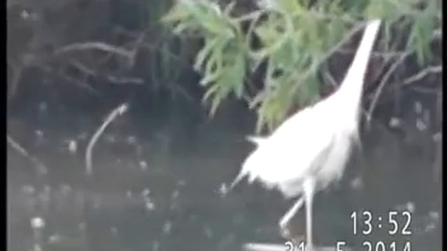 БОЛЬШАЯ БЕЛАЯ ЦАПЛЯ В ПАВЛОДАРЕ