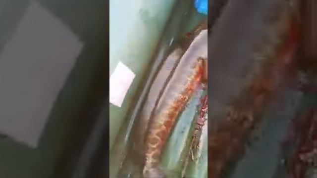 Ловля змееголова смотреть онлайн