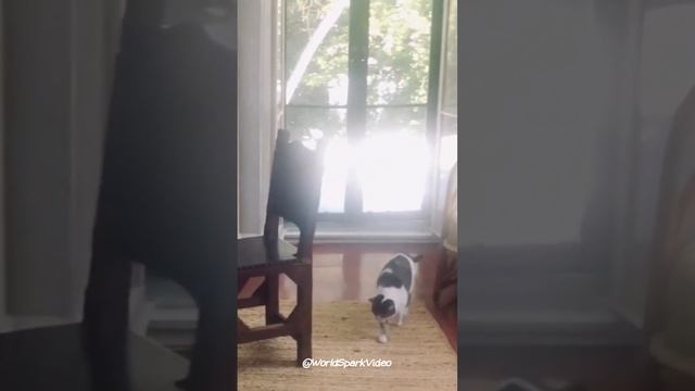 Cats Paradise: Hemingway's Home and Museum смотреть онлайн