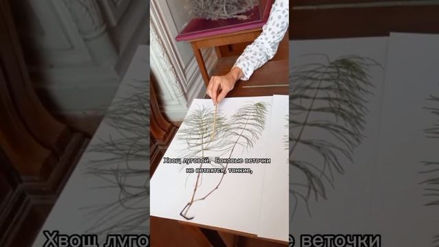 Какой хвощ самый красивый? смотреть онлайн