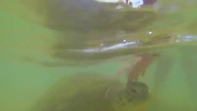 Горящие путевки Шри Ланка смотреть онлайн