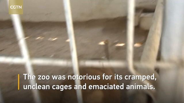 Cramped Gaza zoo reopens, only months after closure смотреть онлайн