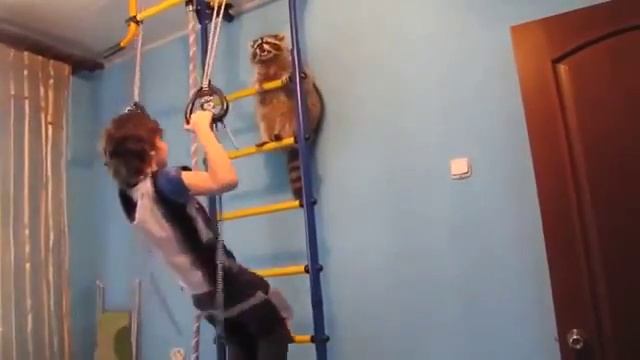 Енот гнобит пацана смотреть онлайн