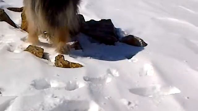 Cane Smart All'opera