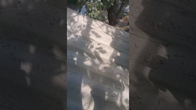 Как избавится от налёта на шифере.  ☆18