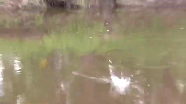 чебак на Уфе