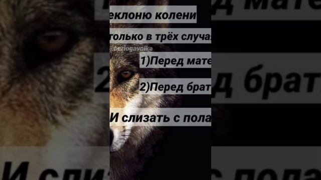 #опер #опера #короткиевидео #рекомендации #музыка #волк смотреть онлайн