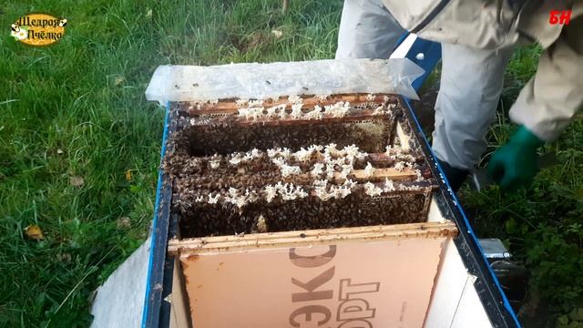 пчеловодство, контроль закорма, подготовка семьи в лежаке в зиму смотреть онлайн