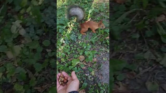 Пара белок#nature#animals#squirrel#белка#животные смотреть онлайн