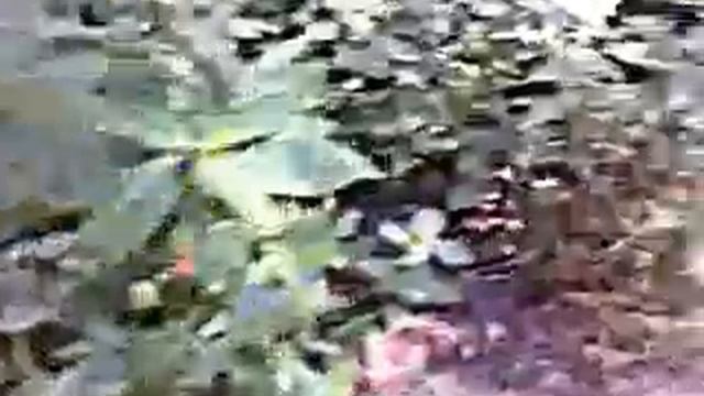 прогулка на басах сумы украина смотреть онлайн