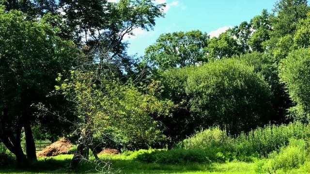 About Thirty-Five minutes of Dragon Apple Tree in Summer. No slo-mo. смотреть онлайн