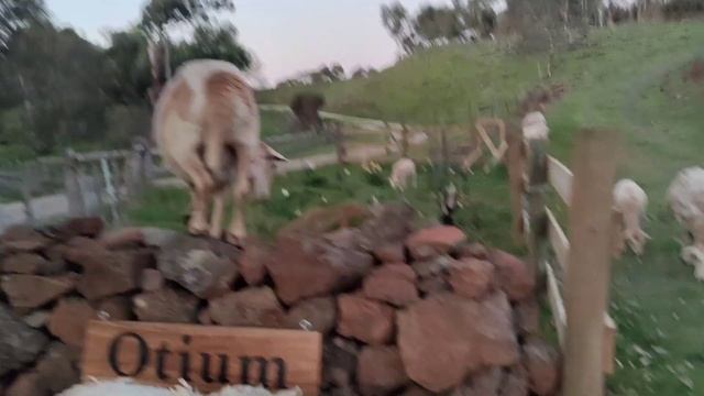This did not kill them! Relocating apple trees on our Australian Smallholding. смотреть онлайн