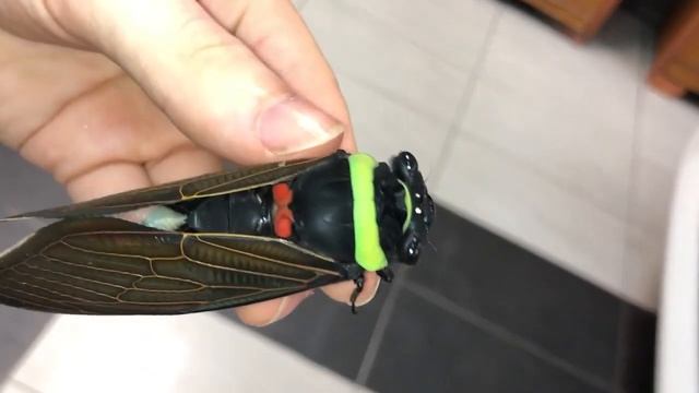 Громадная цикада .Huge cicada смотреть онлайн