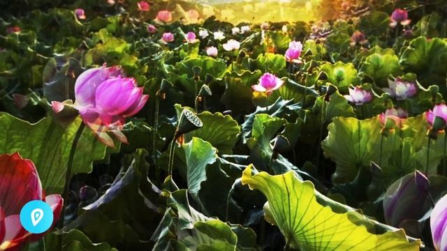 Попутчики из Астрахани.