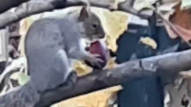 The little squirrel who loves to eat red apples смотреть онлайн