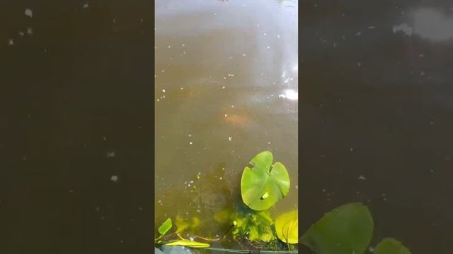 Браконьеры замучили его до смерти смотреть онлайн