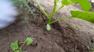 как пасынковать огурцы и чтобы они росли в один ствол.