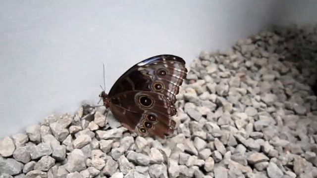 Павильон бабочек в музее Естествознания. г.Будапешт. 2023г смотреть онлайн