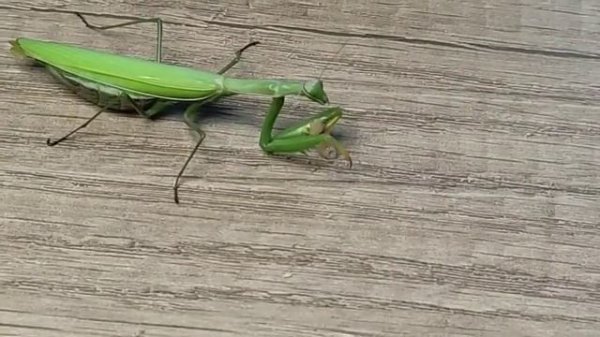 богомол ест опарыша.