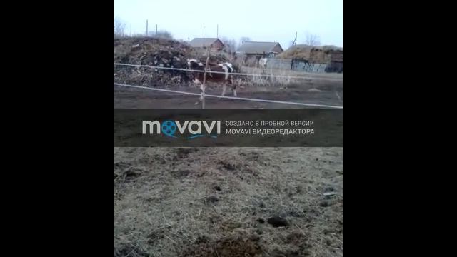 Электроизгородь смотреть онлайн