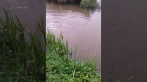 Карп или созан