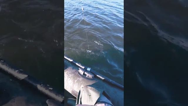 Сом Людоед ломает спиннинг! смотреть онлайн