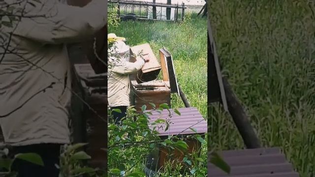 GoLDeen ApiAry - Ловля 4-х роїв - 29.05.2020р. смотреть онлайн