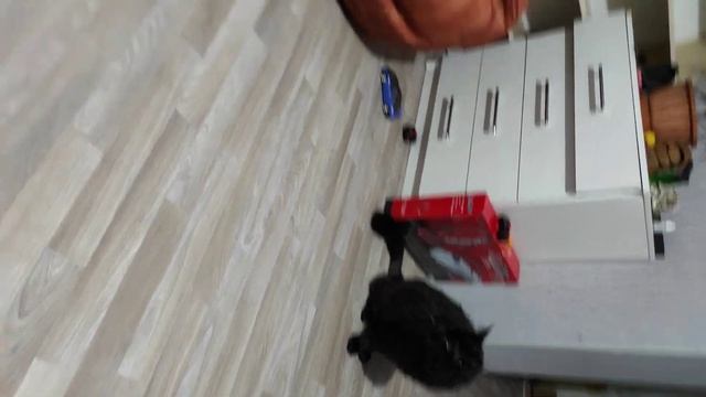 Мейн-куна как погладишь ногой, так он отряхивается аж, а ребёнку проще, он даже с пола ест вредност