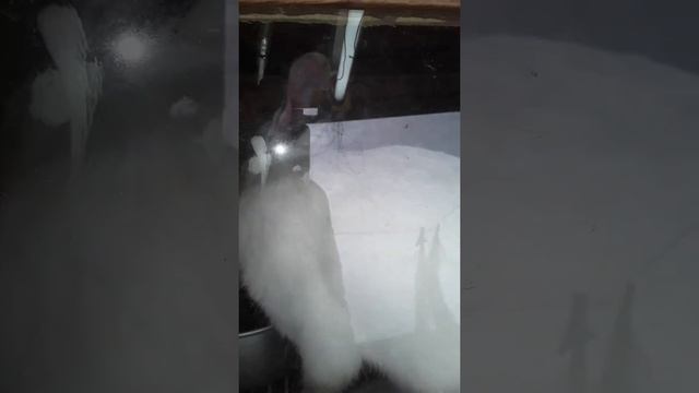 Кролика,охрана и Habib. смотреть онлайн