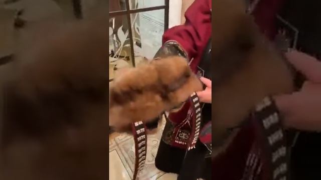 Саха дьахтарын мааныга кэтэр соно смотреть онлайн