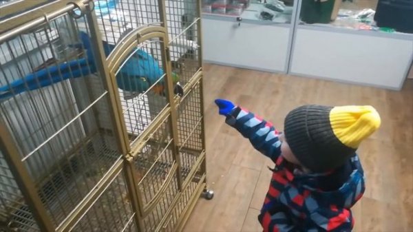 Рома , Рома , Роман !