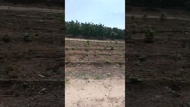 Я показываю курочек, цыплят и уточек!!! смотреть онлайн