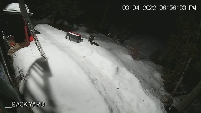 Black fox passing through the backyard until my dog saw it through the window смотреть онлайн
