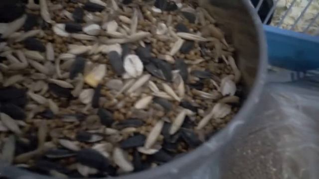 Простой корм для хомяков.