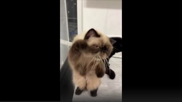 забавные котики - карамельные танцы смотреть онлайн