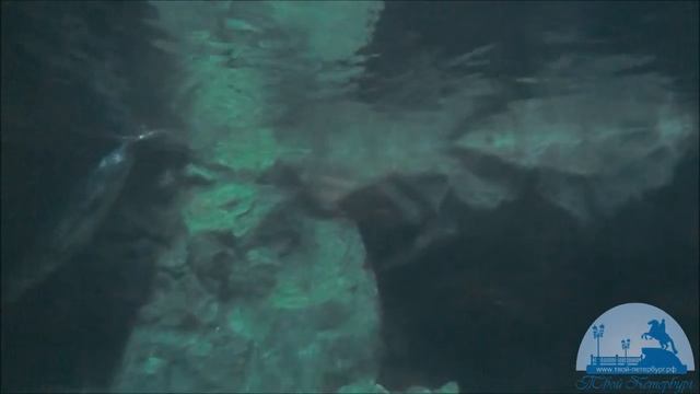 Океанариум Санкт-Петербурга (часть-2) смотреть онлайн