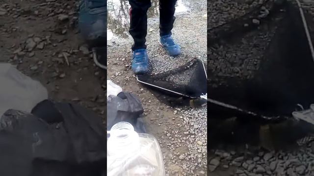 Крупная уклейка.