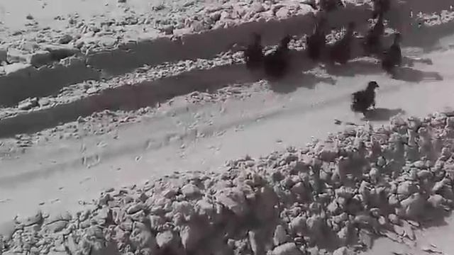 Дикие утята смотреть онлайн