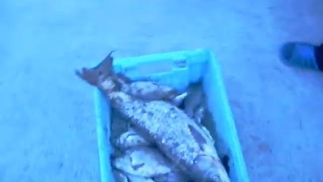 Амур и карп смотреть онлайн