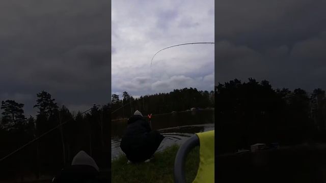 Ловим рыбу всей семьей #carpfishing #carp #shortvideo #природа #рыба #карп #poland #рыбалка #польша смотреть онлайн
