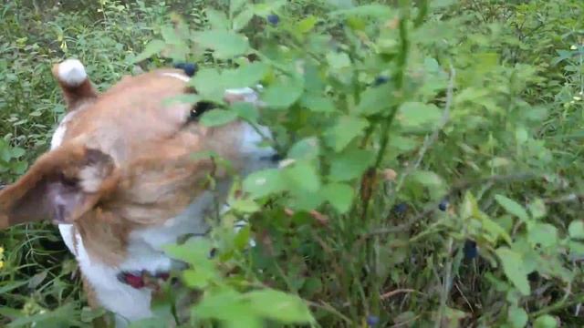 Белка ест чернику смотреть онлайн