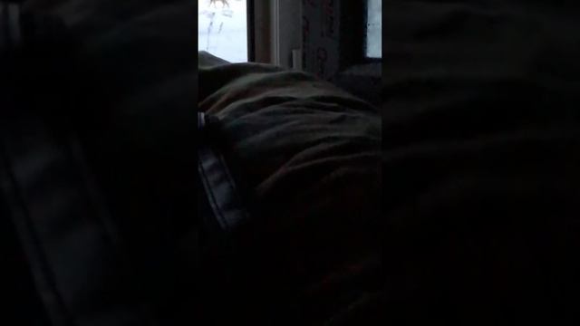 Выход косули на прикорм смотреть онлайн