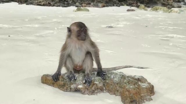 Пхи Пхи смотреть онлайн