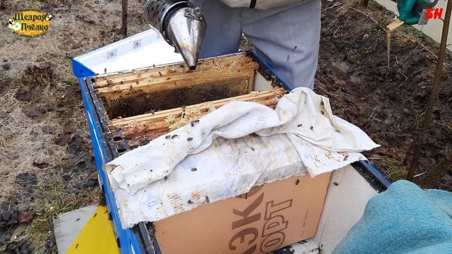 пчеловодство, бакфаст, итог зимовки в лежаке все идеально смотреть онлайн