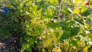 медонос сильфия пронзеннолистная медонос